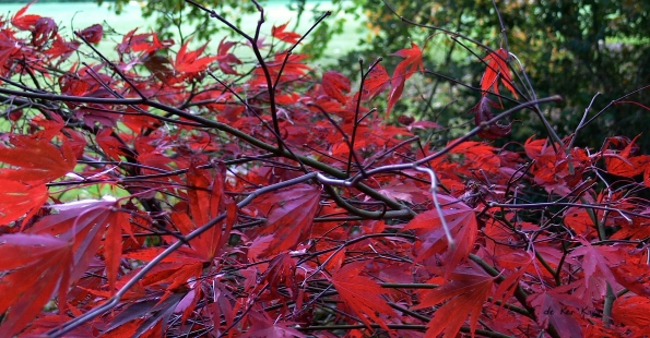 Bois des moutiers fall 2012 (35)